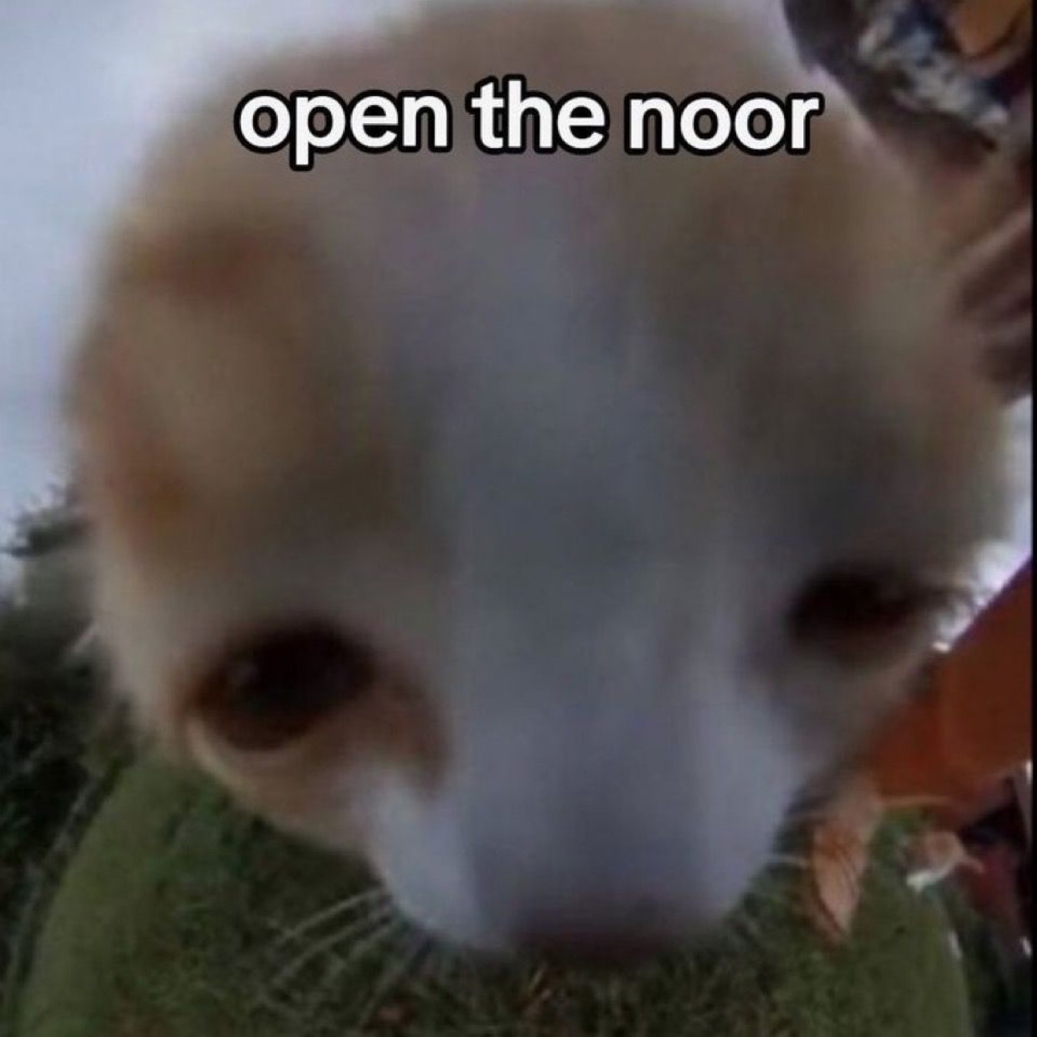 Blurry cat face smooshed against a camera lens captioned 'open the noor'
