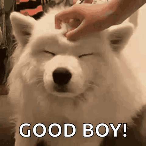Hand patting a fluffy white Samoyed that smiles happily, "Good boy!"