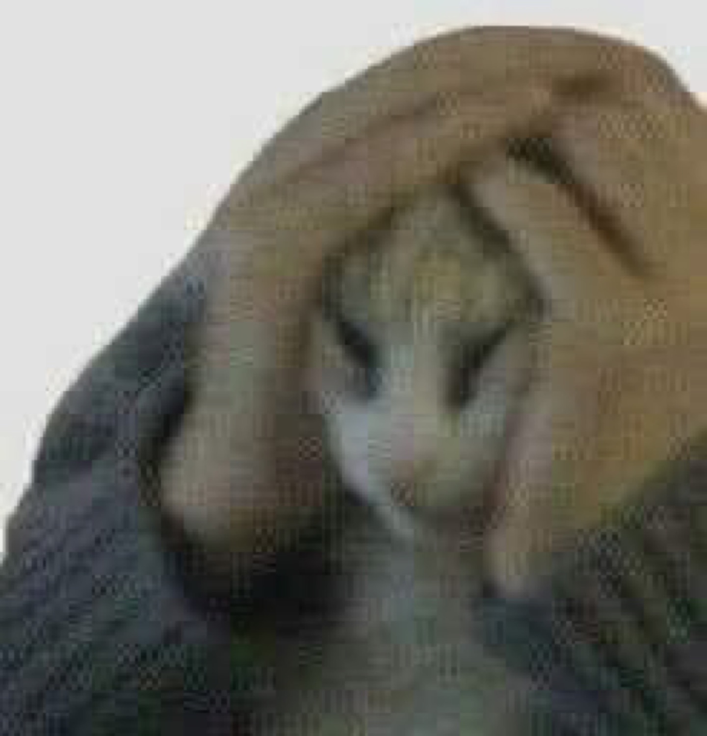 Fluffy dog with paw pressed over its face in a classic facepalm