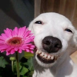 White dog beaming with an enormous grin next to a bright pink flower