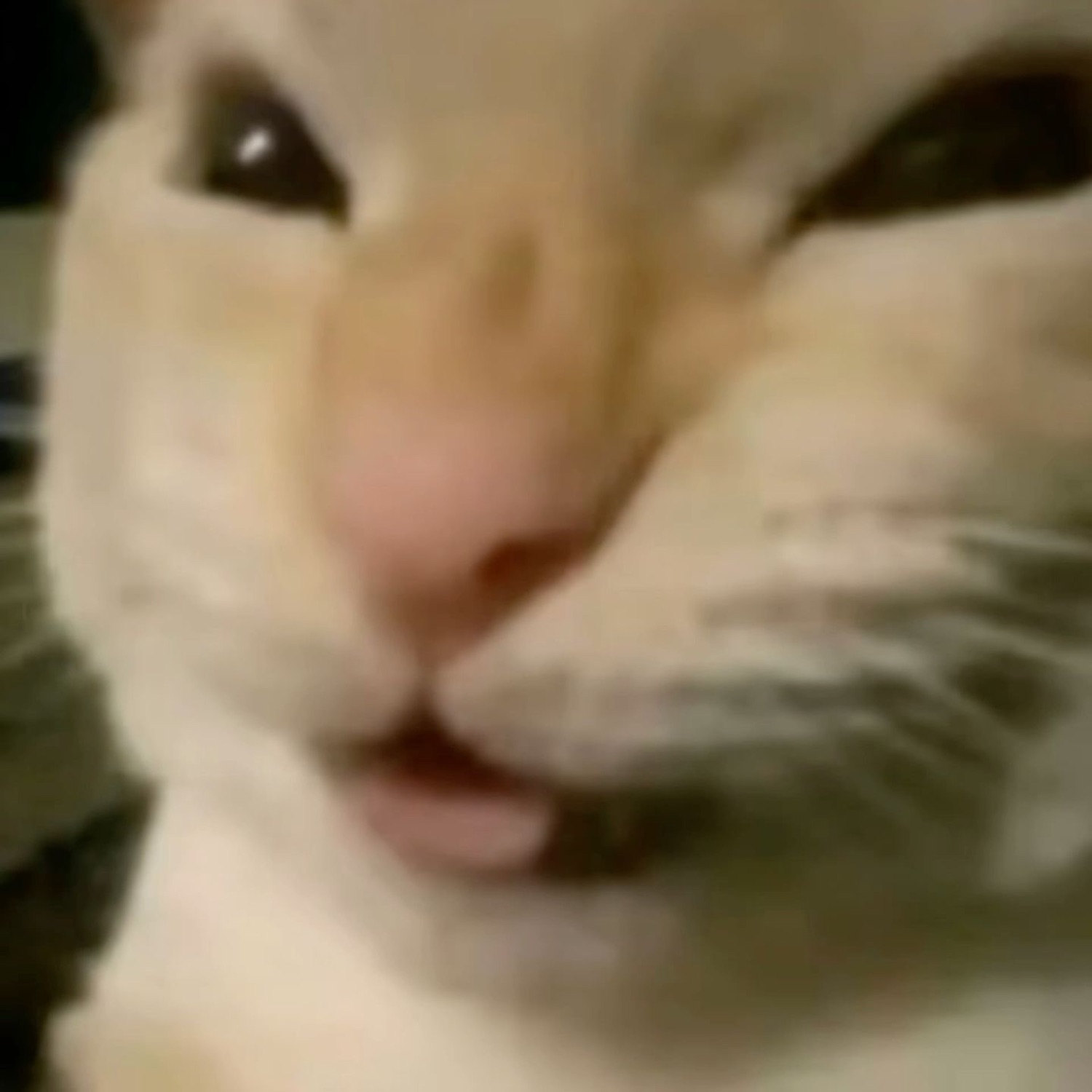 Extreme close-up of a cat with a sly squinting smirk