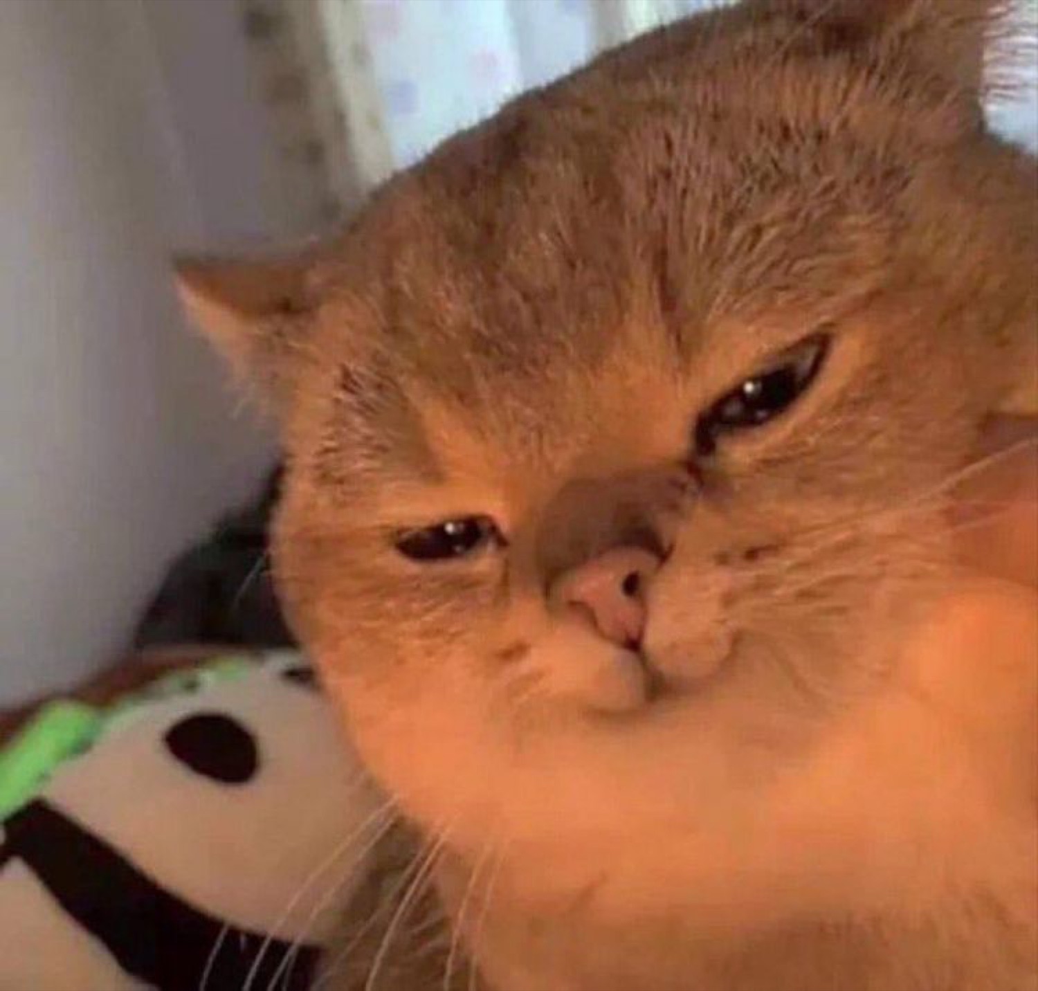 Ginger cat leaning in with a smug, squinting half-smile
