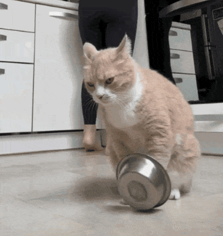 Cat batting an empty metal food bowl on the floor