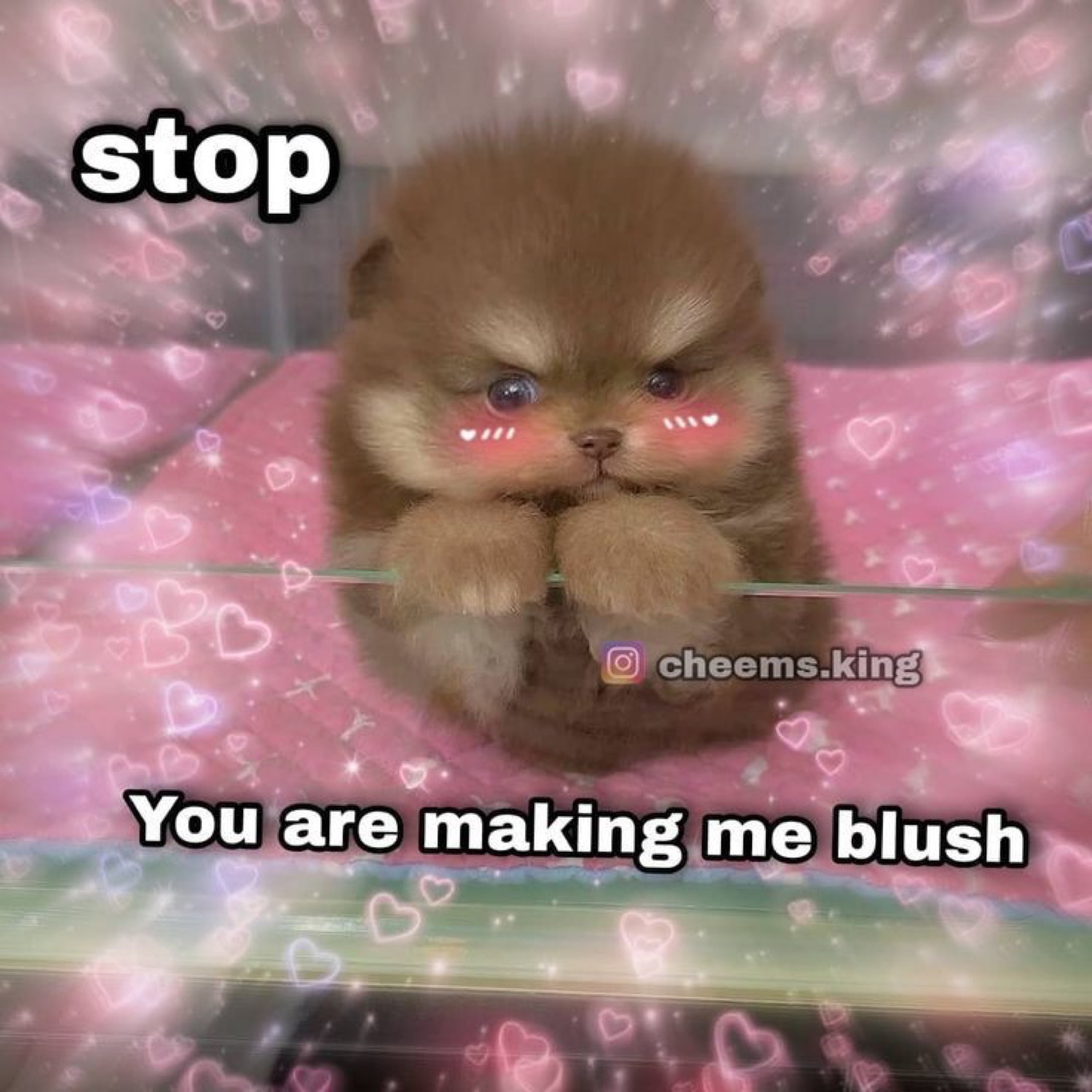 Fluffy Pomeranian puppy with rosy blush stickers and paws clasped, text 'stop / You are making me blush'