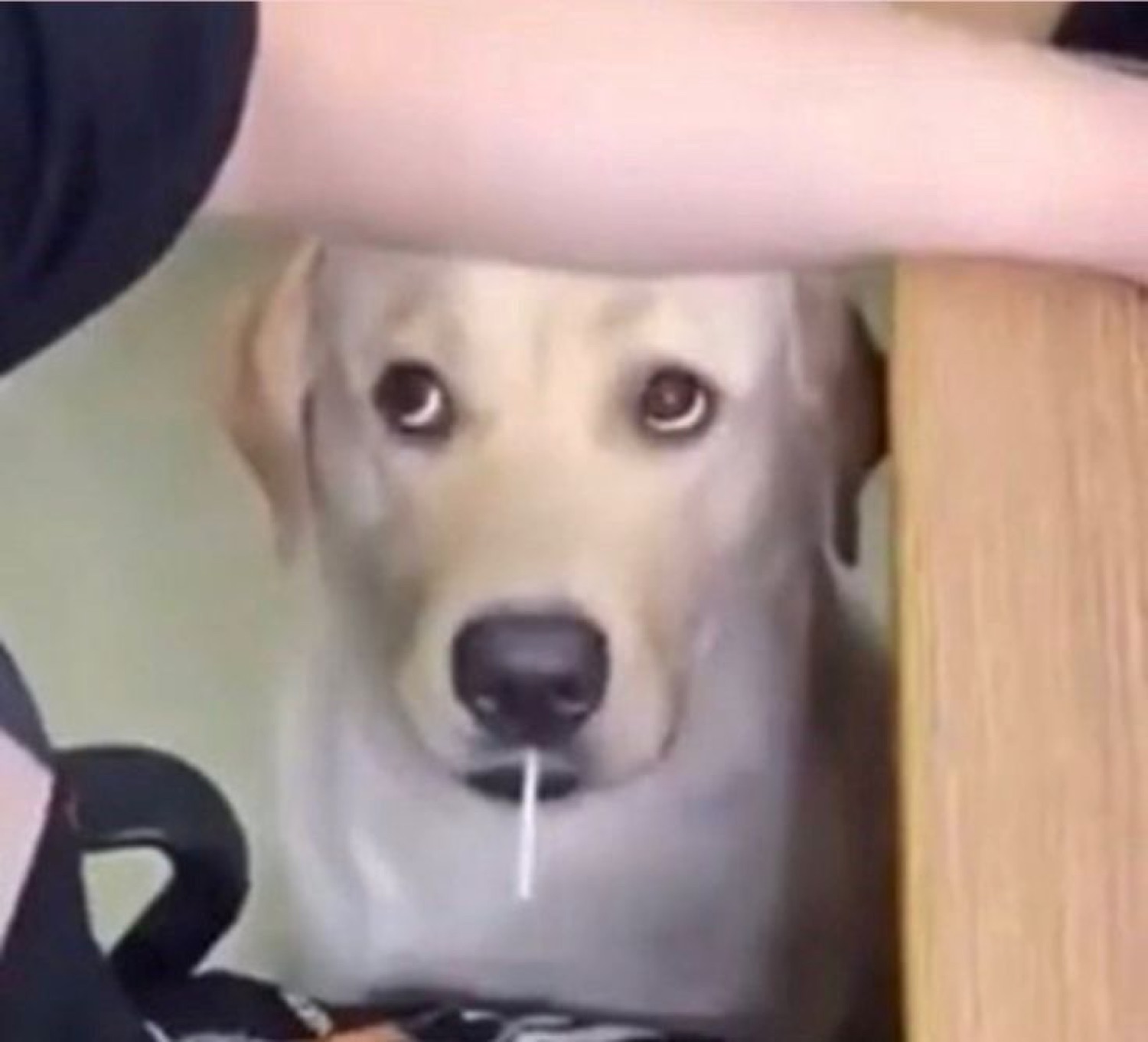 Dog drooling with a blank stare from under a table