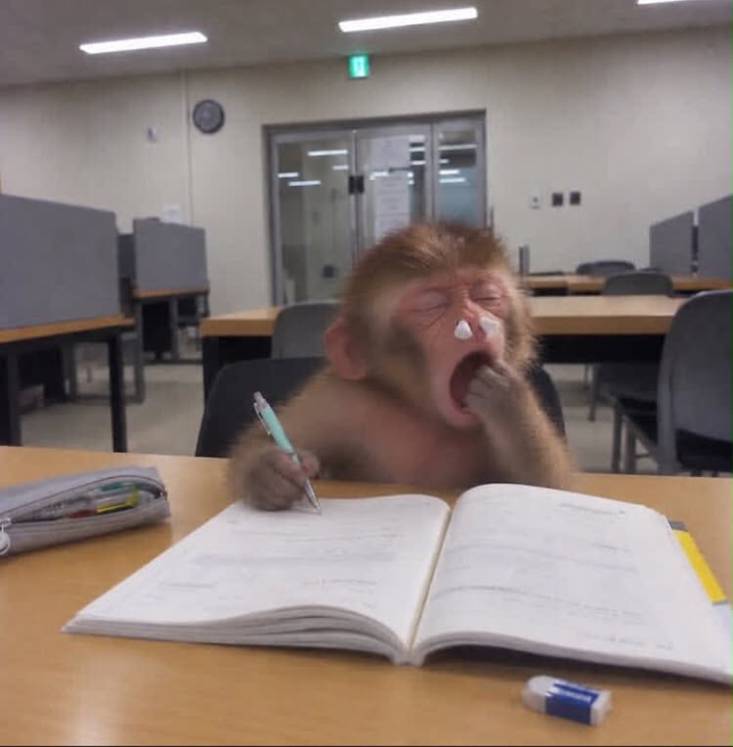 Baby monkey yawning over a textbook in a study hall