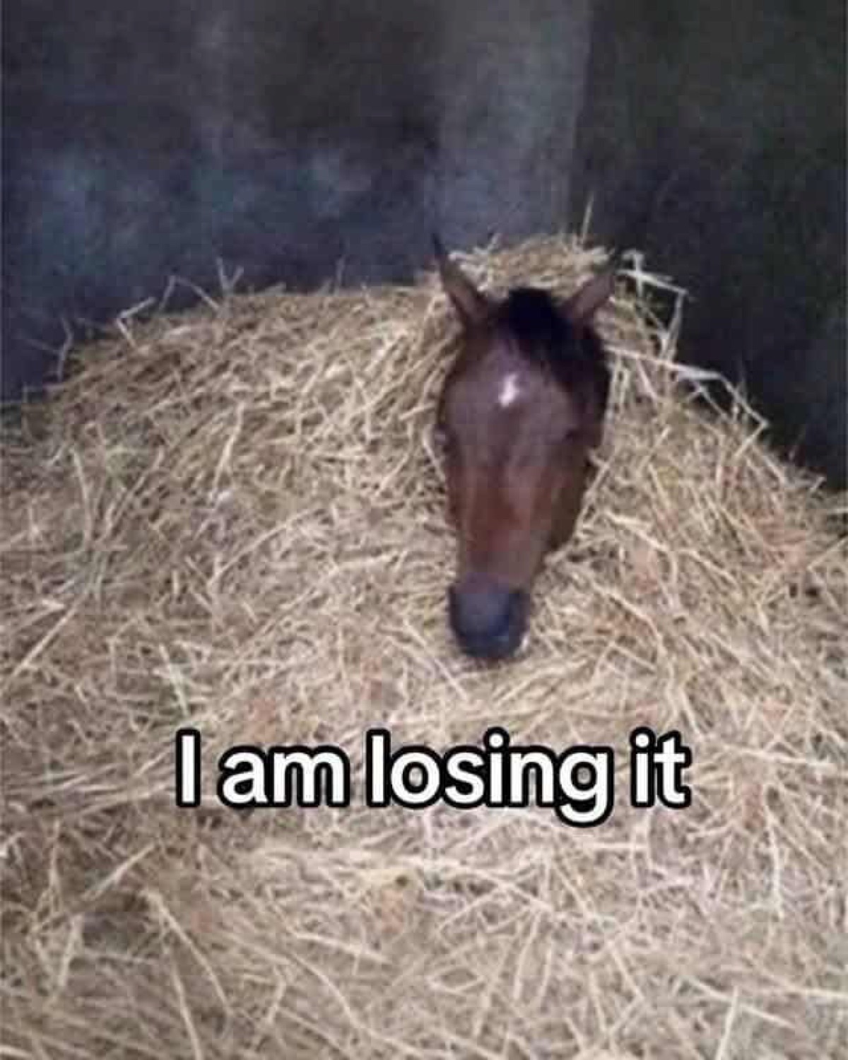 Horse buried up to its neck in a hay pile, captioned 'I am losing it'