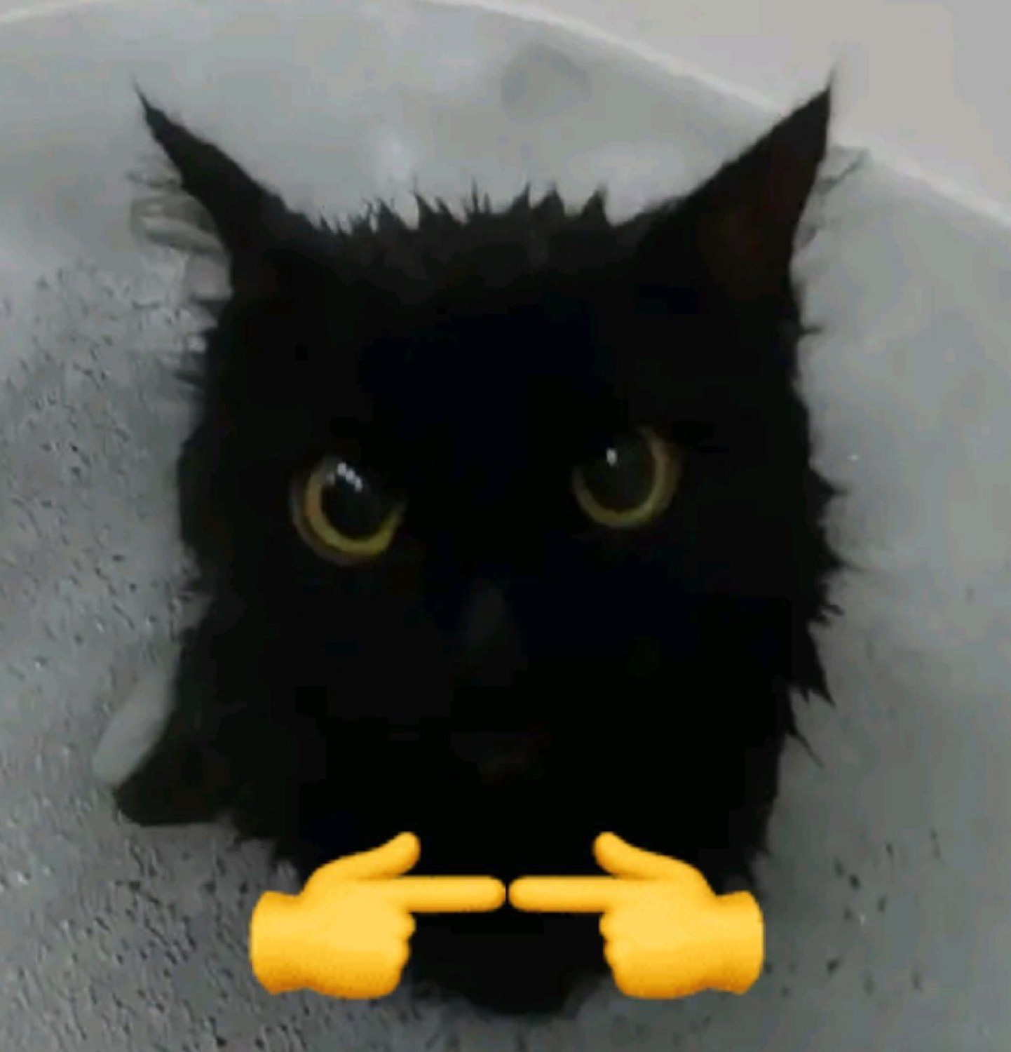 Fluffy black cat with emoji hands pressing their pointer fingers together shyly