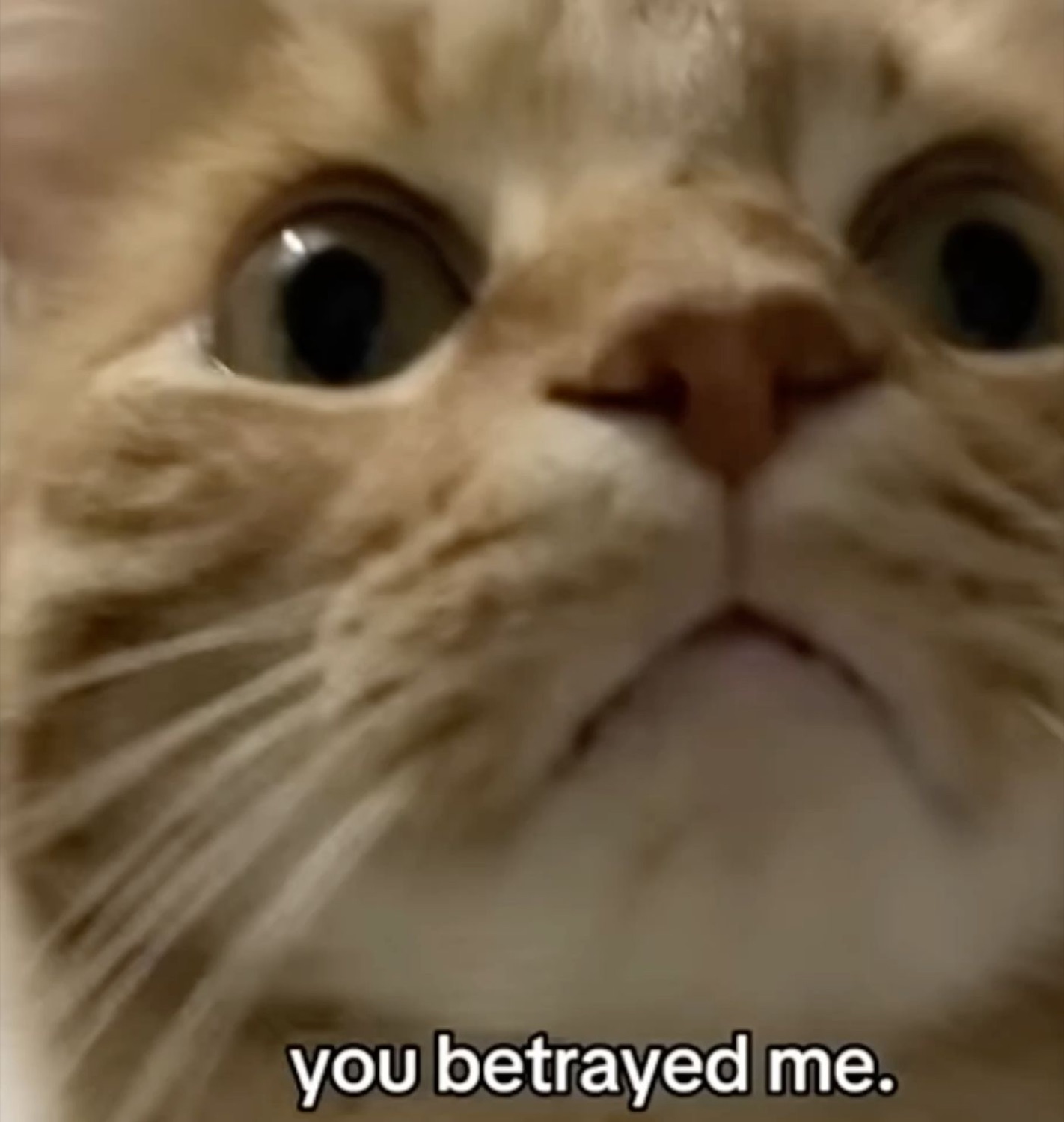 Close-up of a wide-eyed cat captioned 'you betrayed me.'