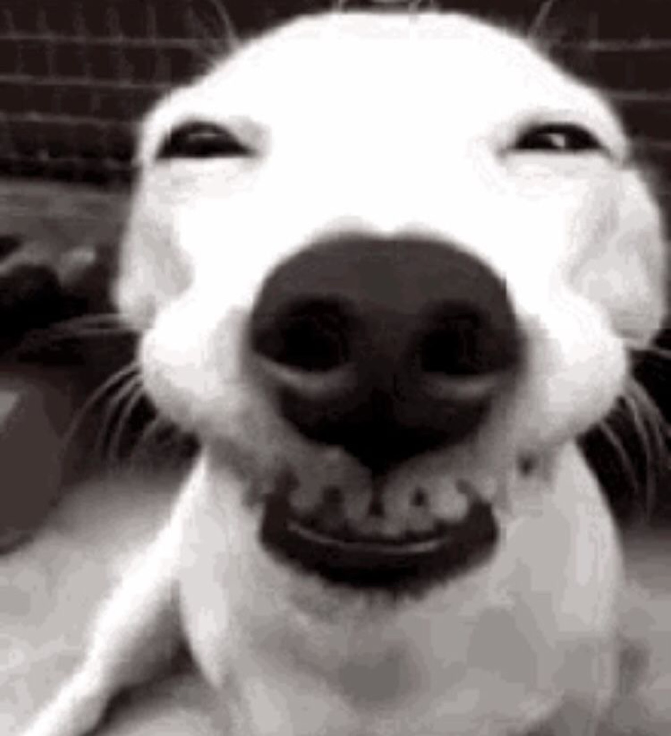 White dog grinning so hard its eyes squint shut in a black-and-white close-up