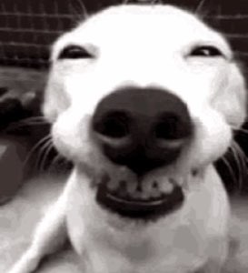 White dog grinning so hard its eyes squint shut in a black-and-white close-up