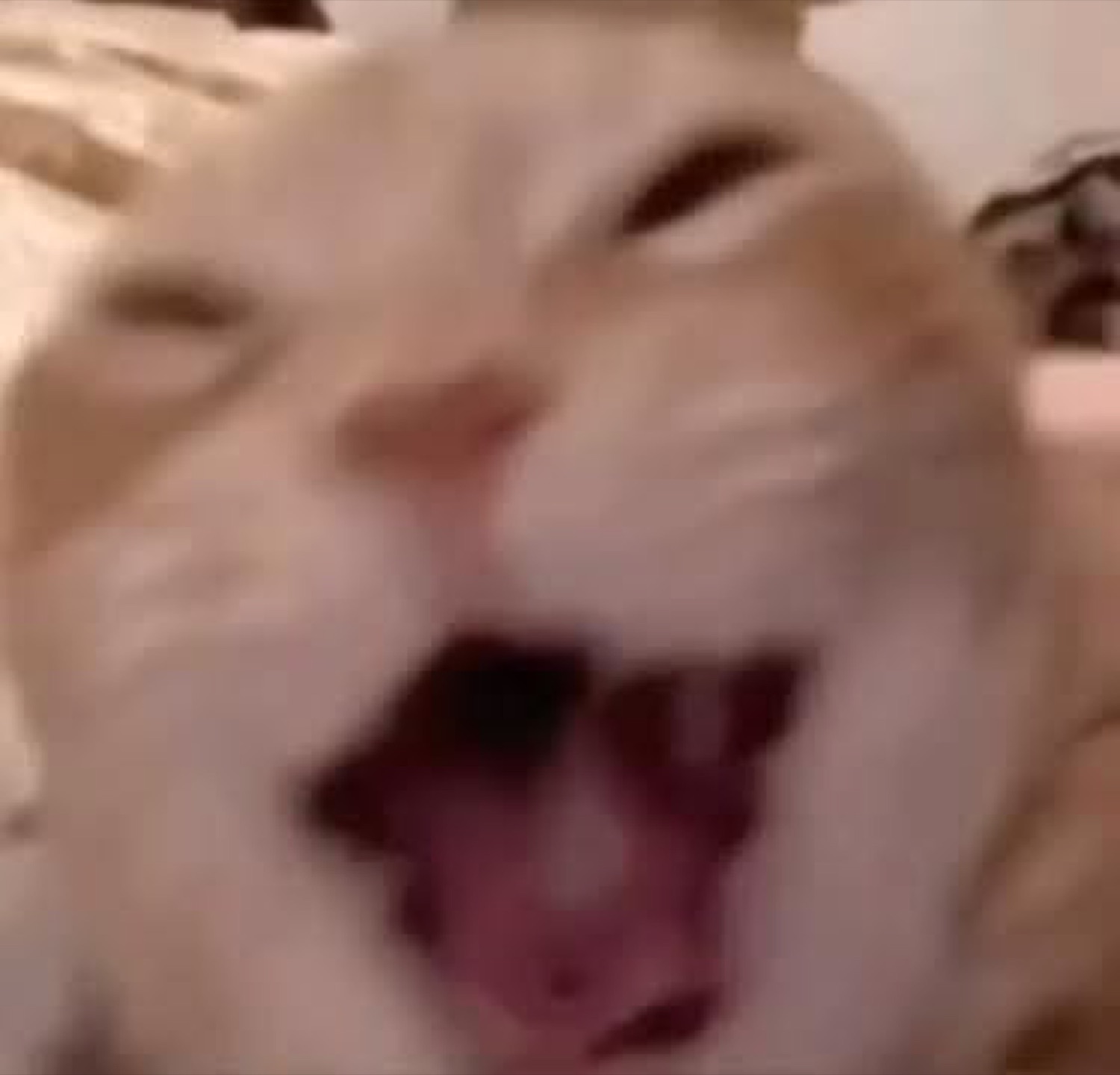 Cream-colored cat yawning with its mouth absolutely wide open in a blurry close-up