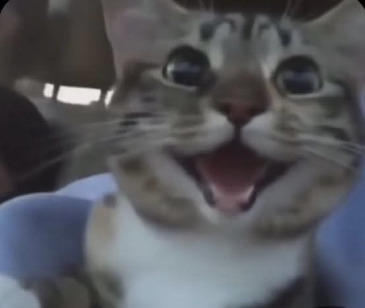 Wide-eyed tabby cat with mouth open in a thrilled, ecstatic grin