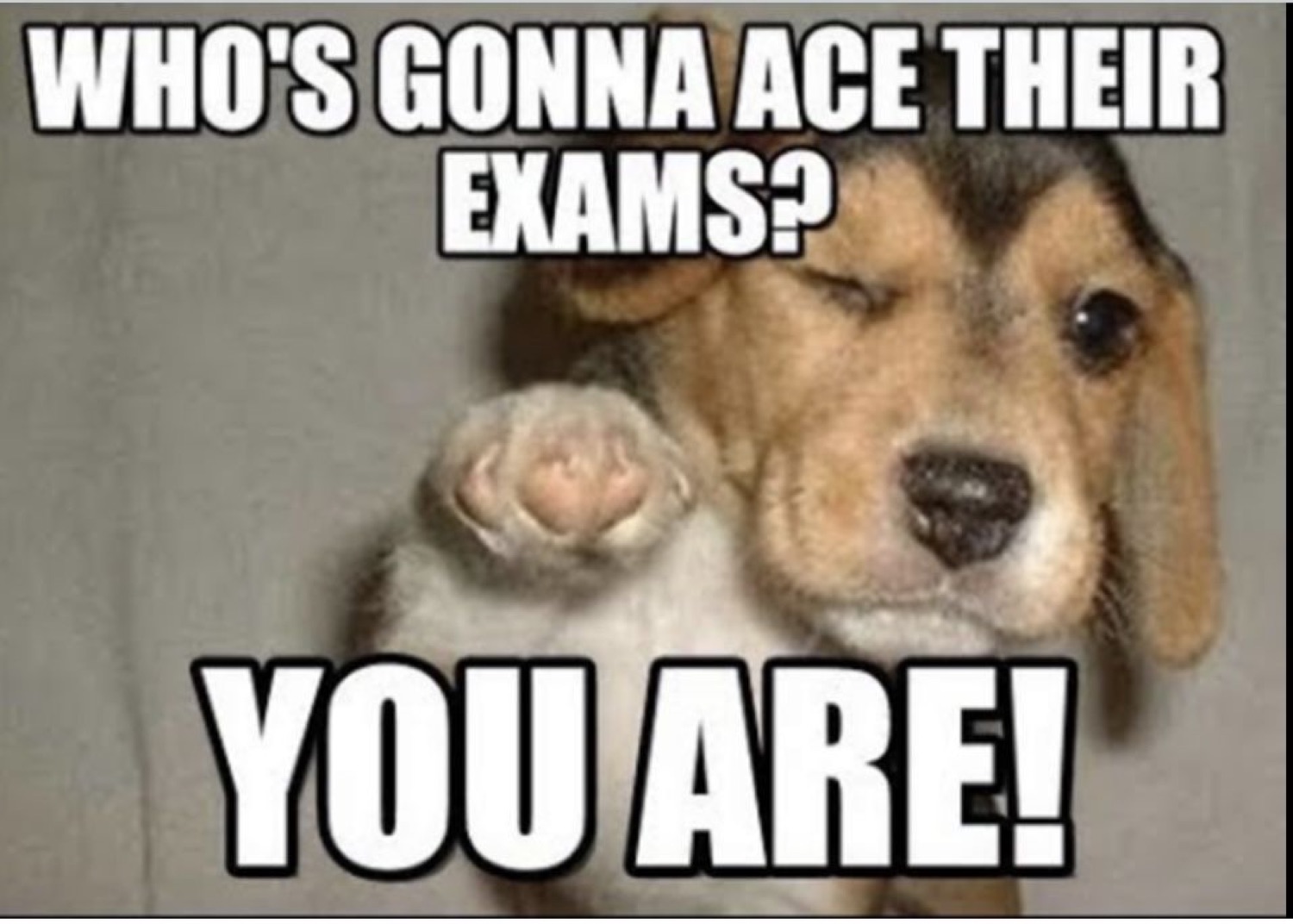 Puppy pointing: 'WHO'S GONNA ACE THEIR EXAMS? YOU ARE!'