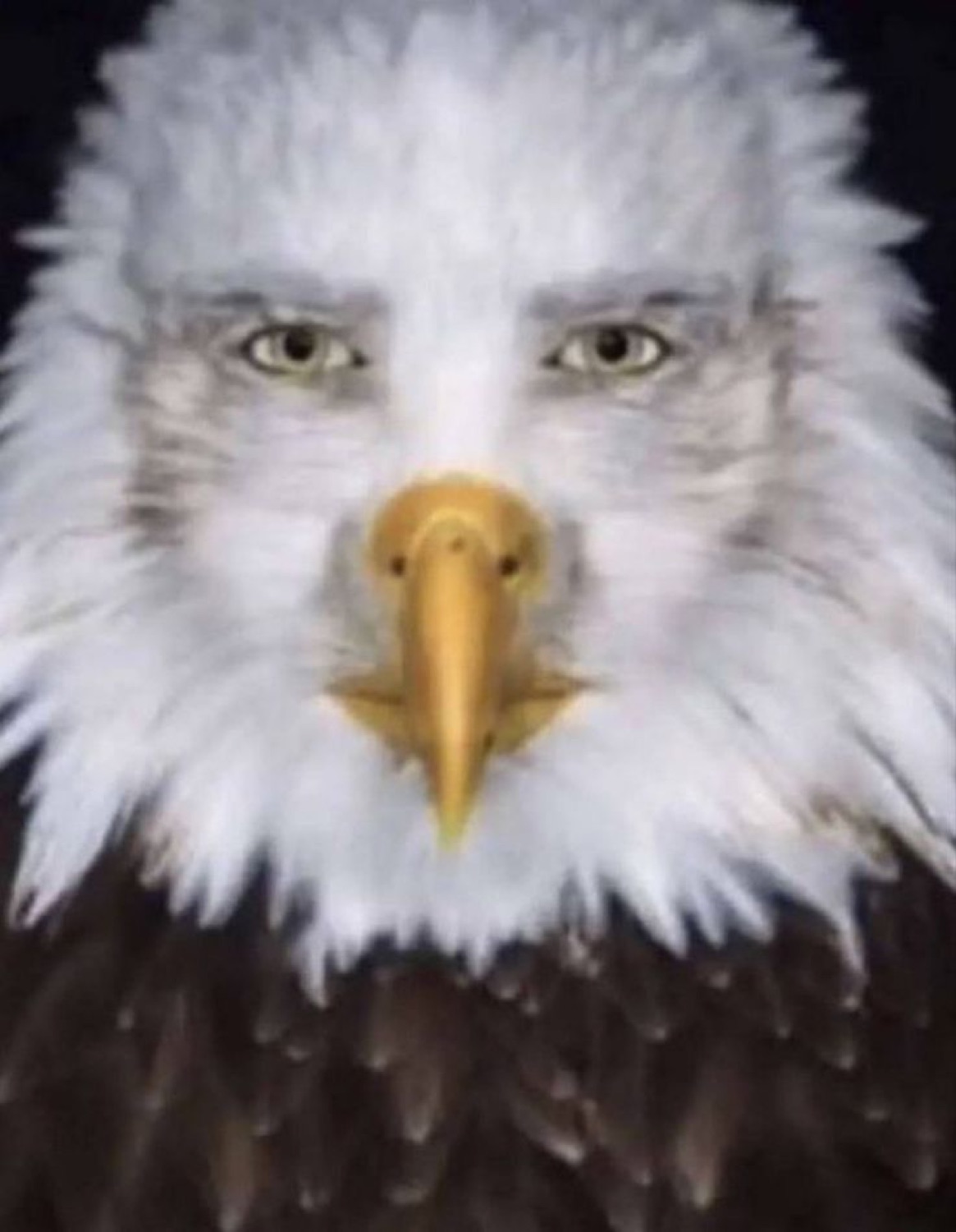 Bald eagle with human eyes photoshopped in, delivering a deeply unsettling stare