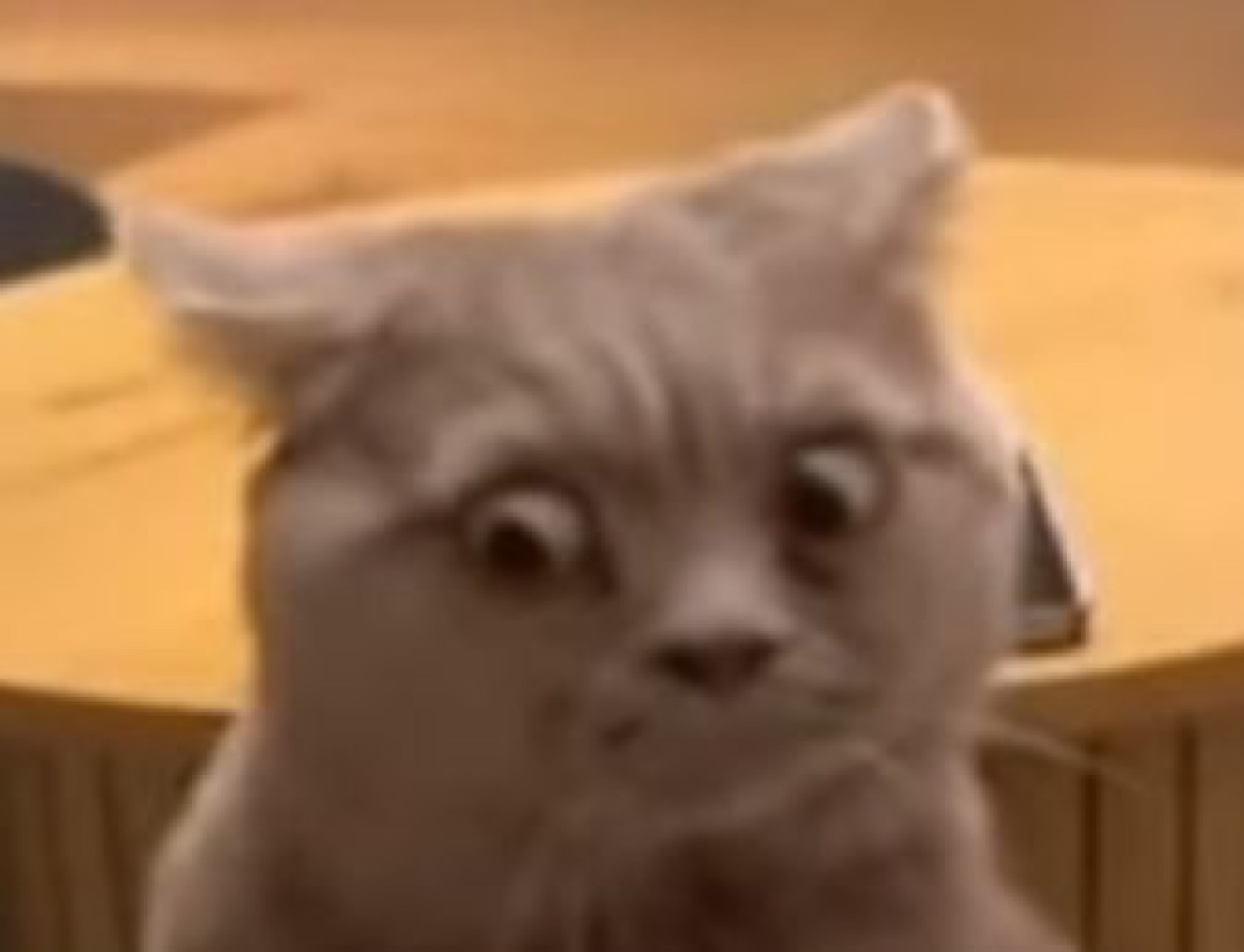 Grey cat with bulging wide eyes and a stunned, bewildered expression