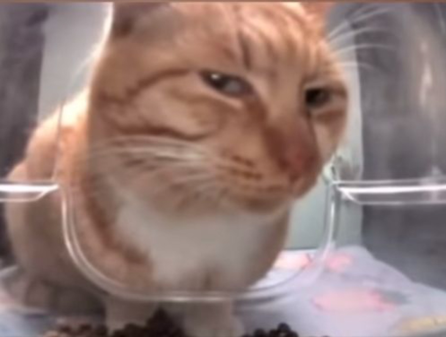 Orange cat squished behind clear plastic with a fed-up, annoyed face