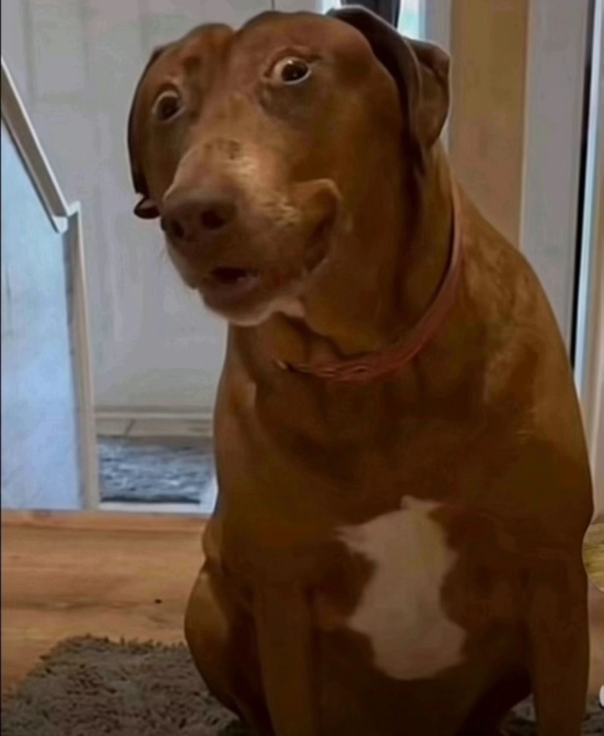 Brown dog sitting on a wood floor with an oddly smug, human-like smirk
