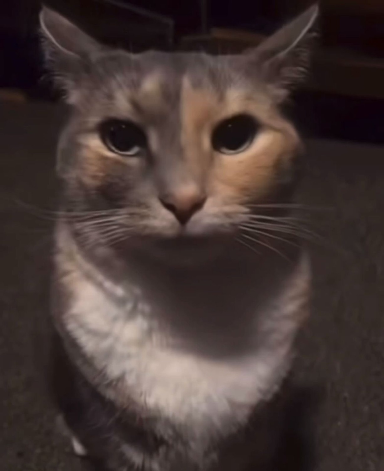 Calico cat sitting up close and staring flatly into the camera in a dim room