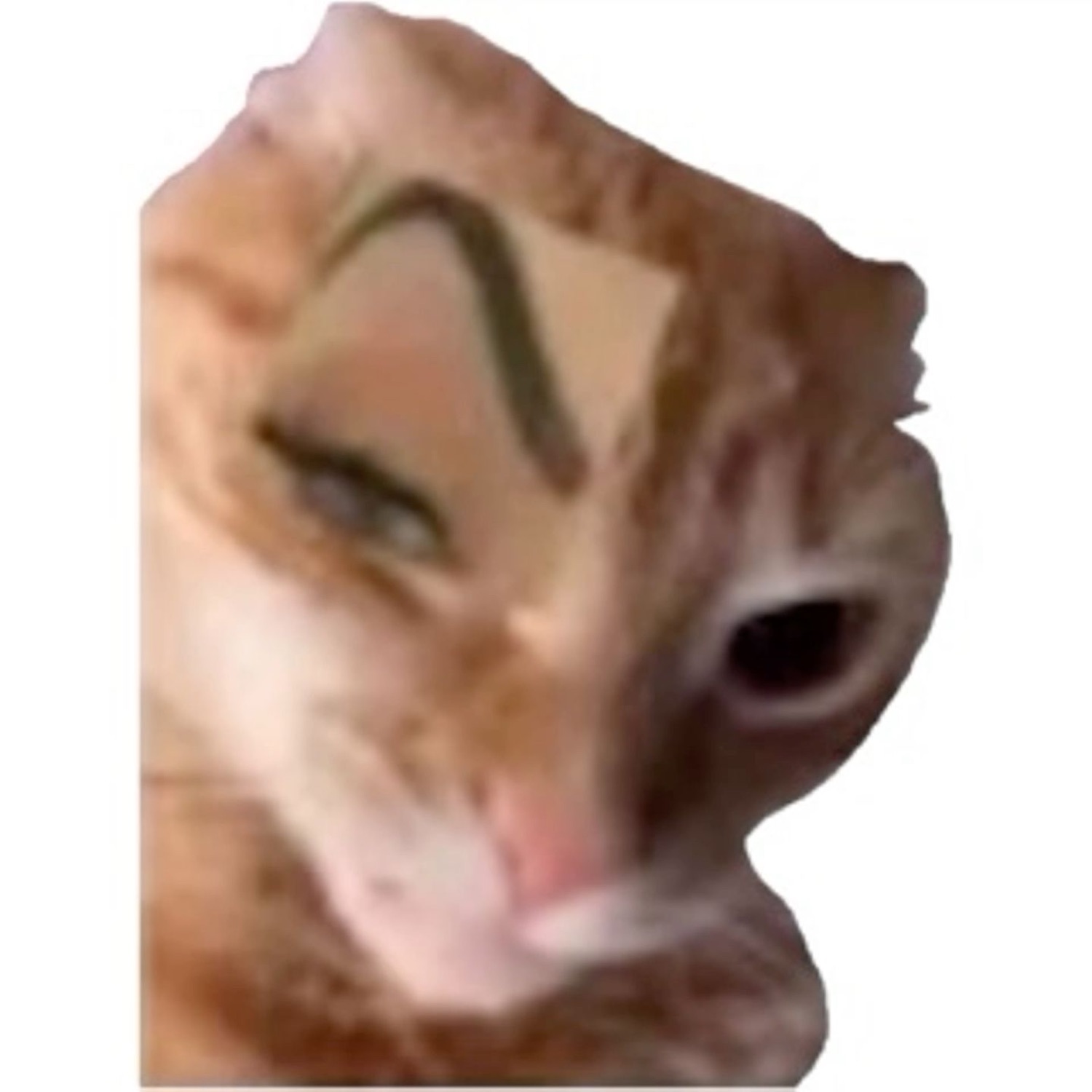 Orange cat with drawn-on arched eyebrow delivering a deeply skeptical squint