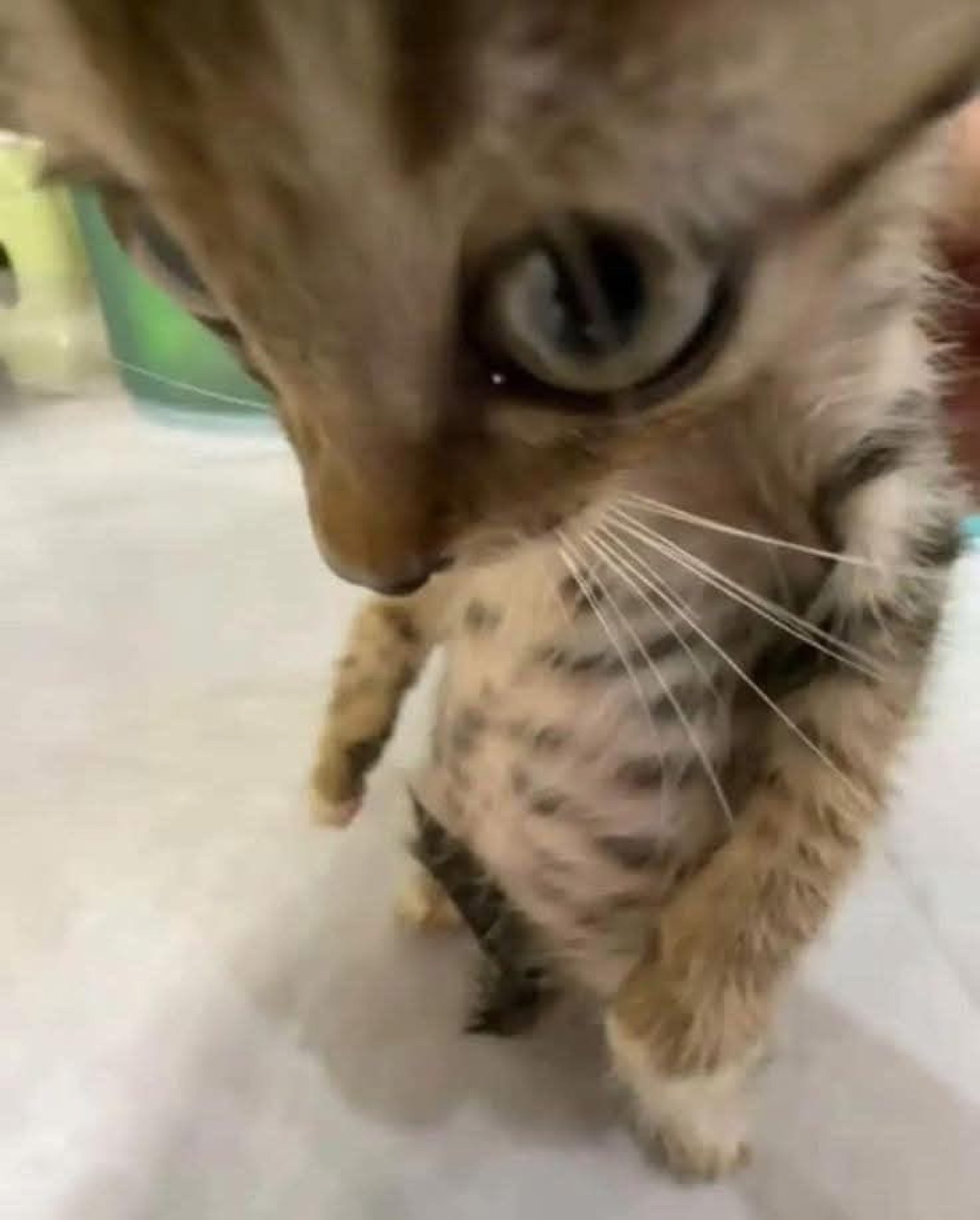 Tabby kitten held up close to the camera with a wide, blank stare