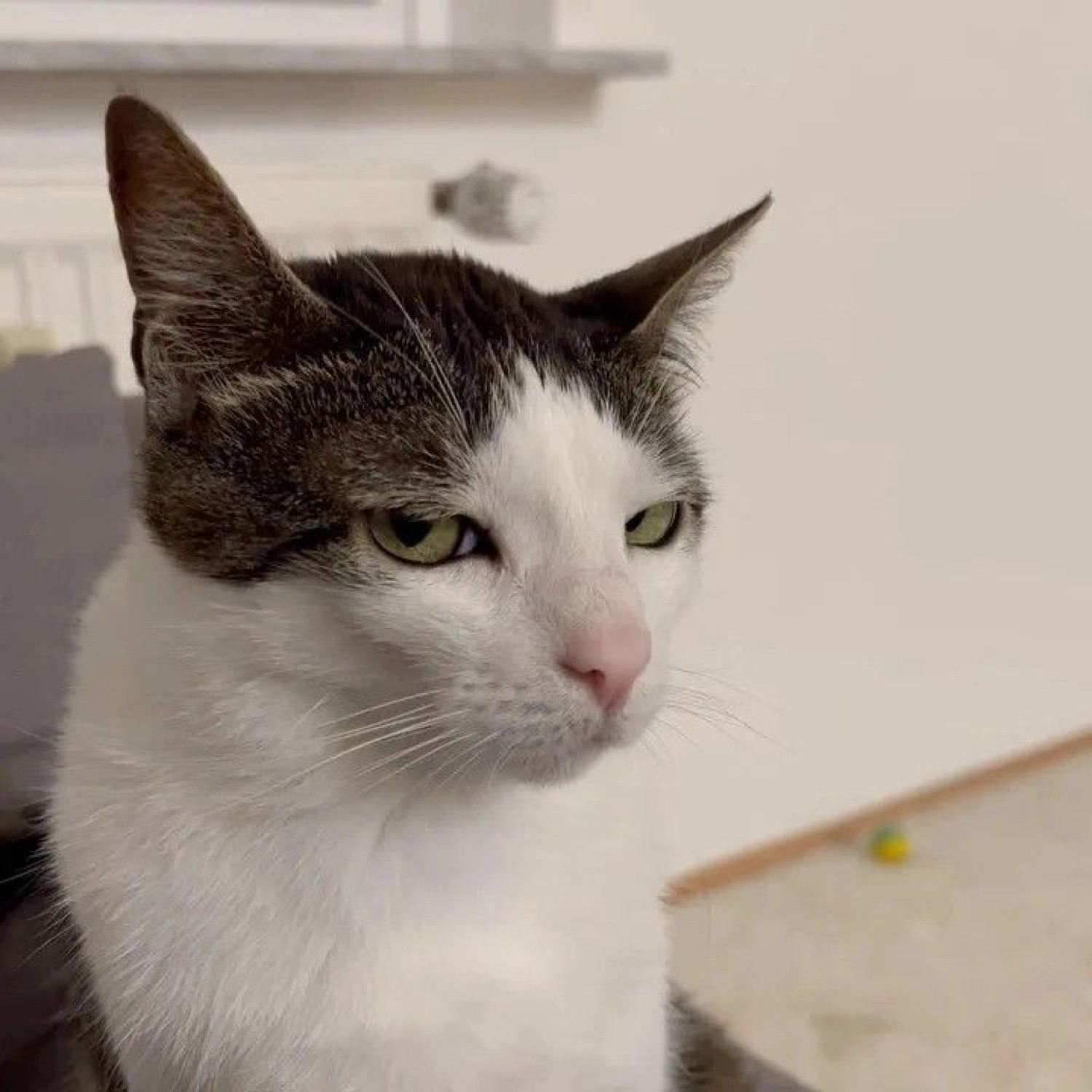 Brown-and-white cat with half-lidded eyes giving a distinctly unimpressed, annoyed look