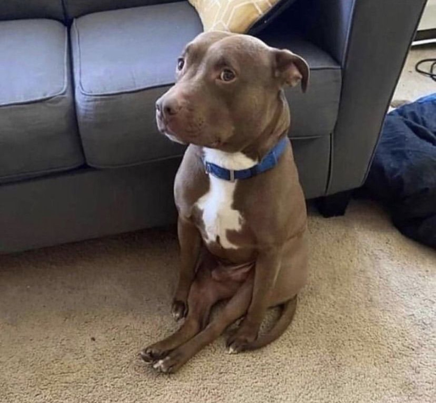 Brown pit bull sitting upright on carpet with a collar, tilting its head and giving a serious look