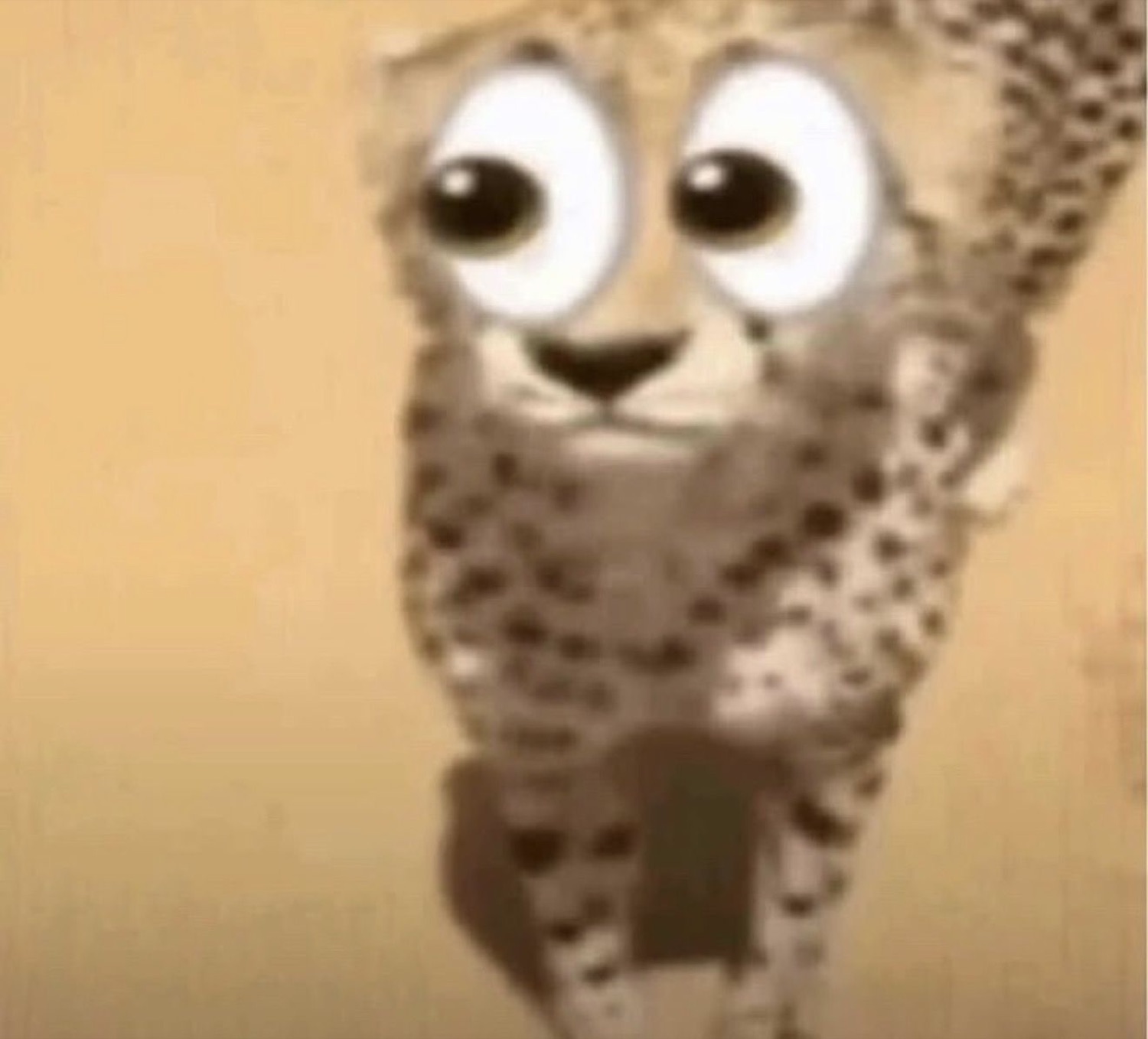 Cheetah cub with cartoon googly eyes digitally added, looking completely shook