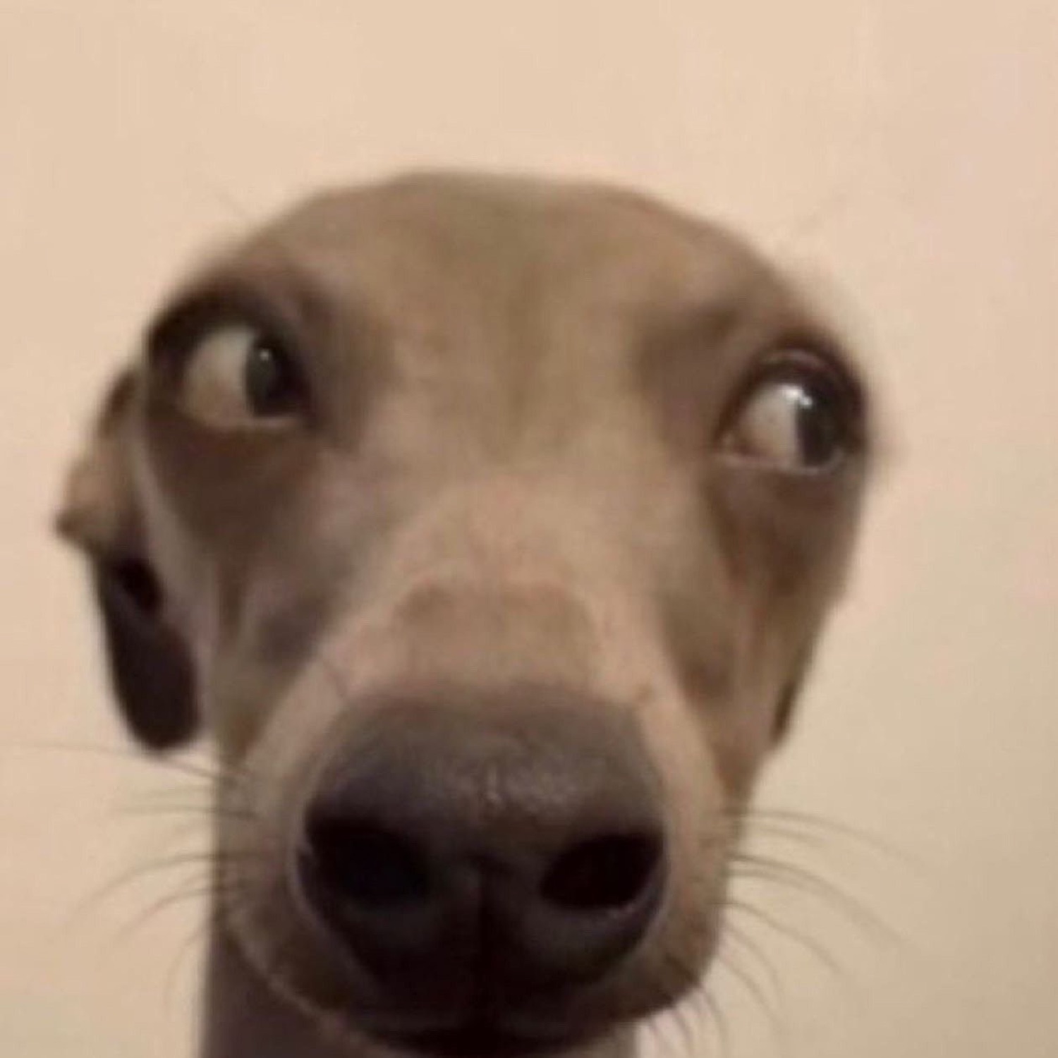 A greyhound leaning into the camera with wide cross-eyed googly eyes