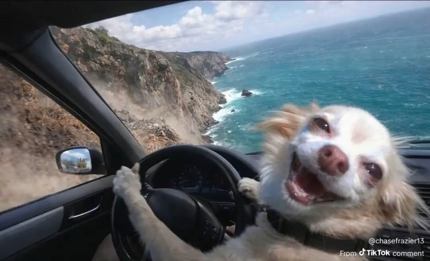 Grinning dog with its paws on the steering wheel on a coastal drive