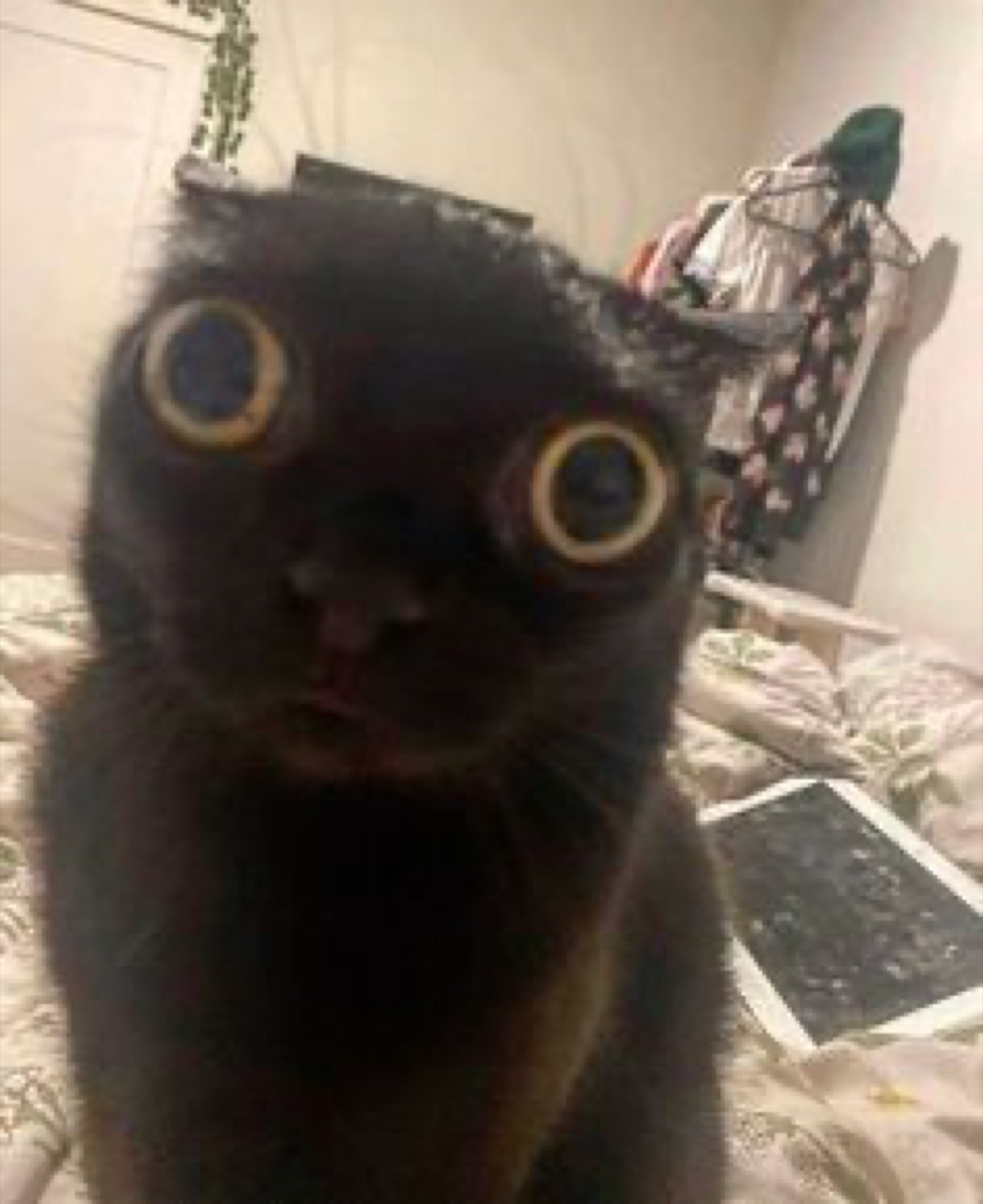 Black cat with enormous shocked eyes staring wide at the camera in a bedroom