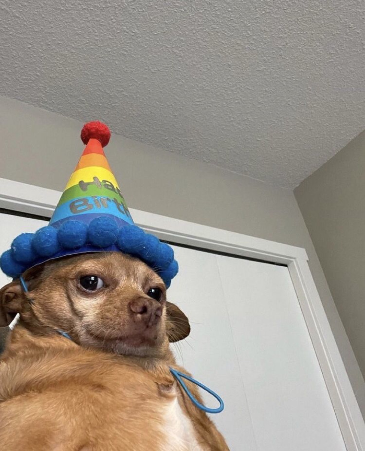 Chihuahua in a rainbow party hat with a party horn, shot from below looking unimpressed