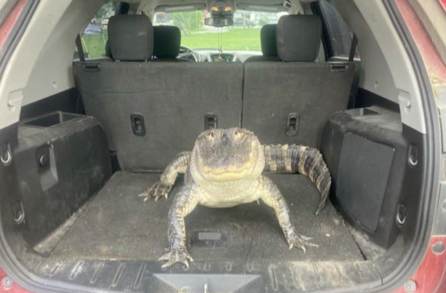 Alligator sitting calmly in the open trunk of an SUV like it's ready for a road trip