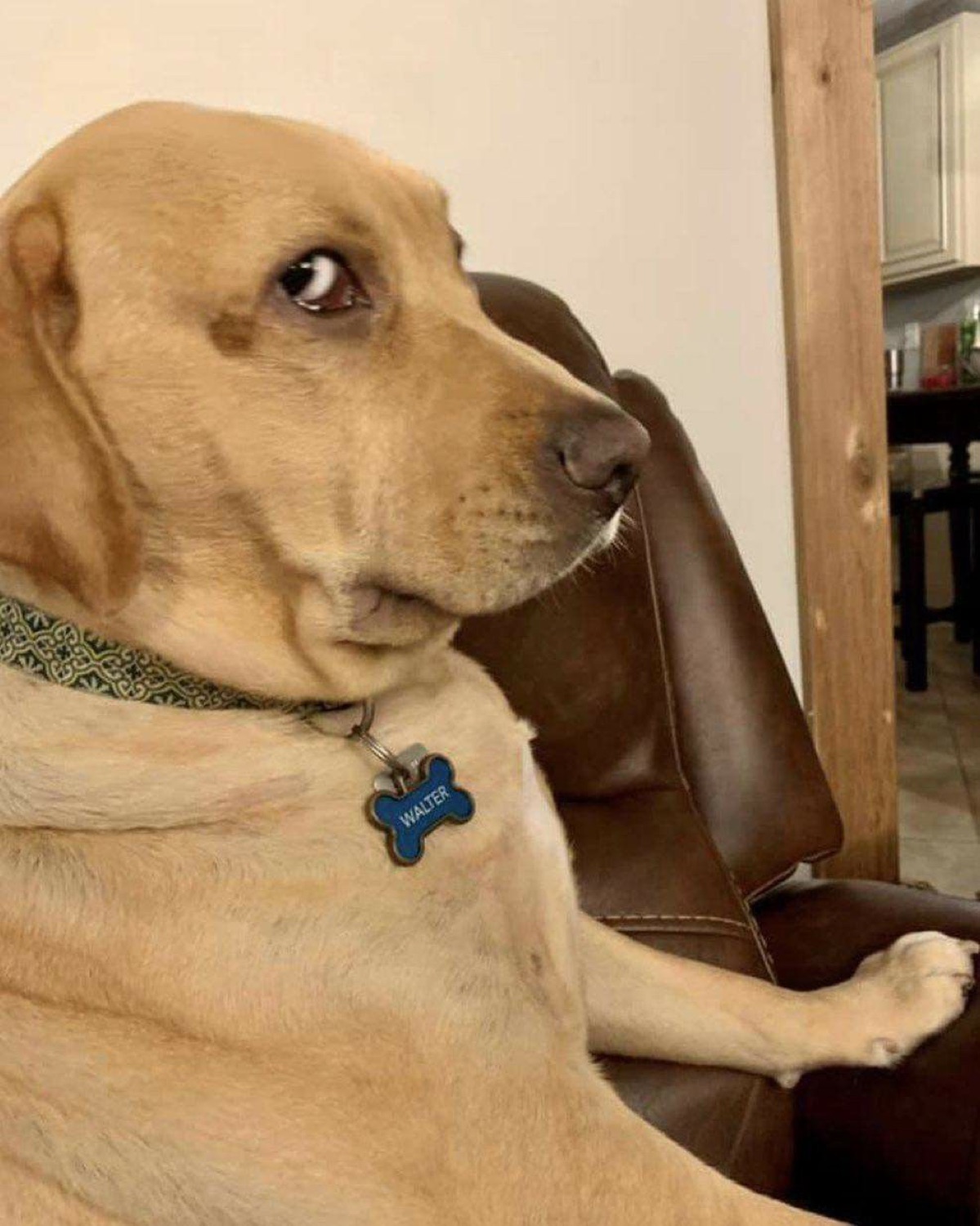 Yellow Lab named Walter lounges in a recliner giving the world the most judgmental side-eye