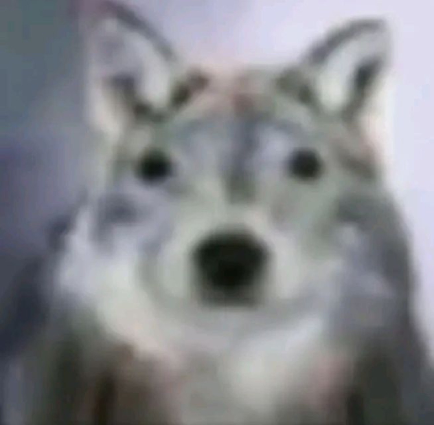 Blurry wolf staring dead ahead with a wide, unsettled shocked look