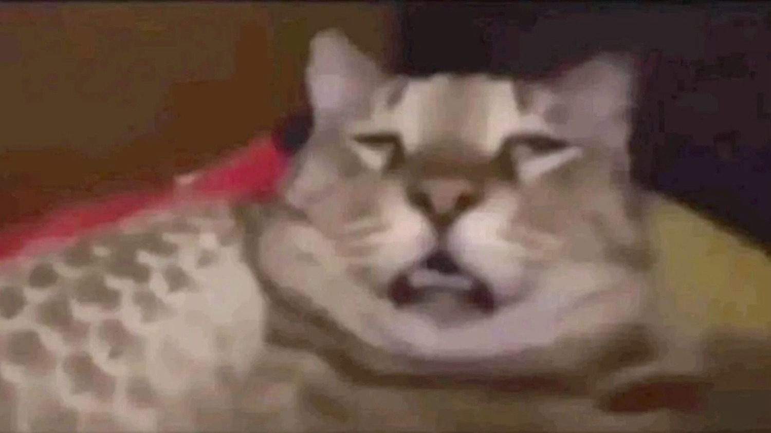 Grumpy tabby cat lying down with a flat, unimpressed expression and teeth showing slightly