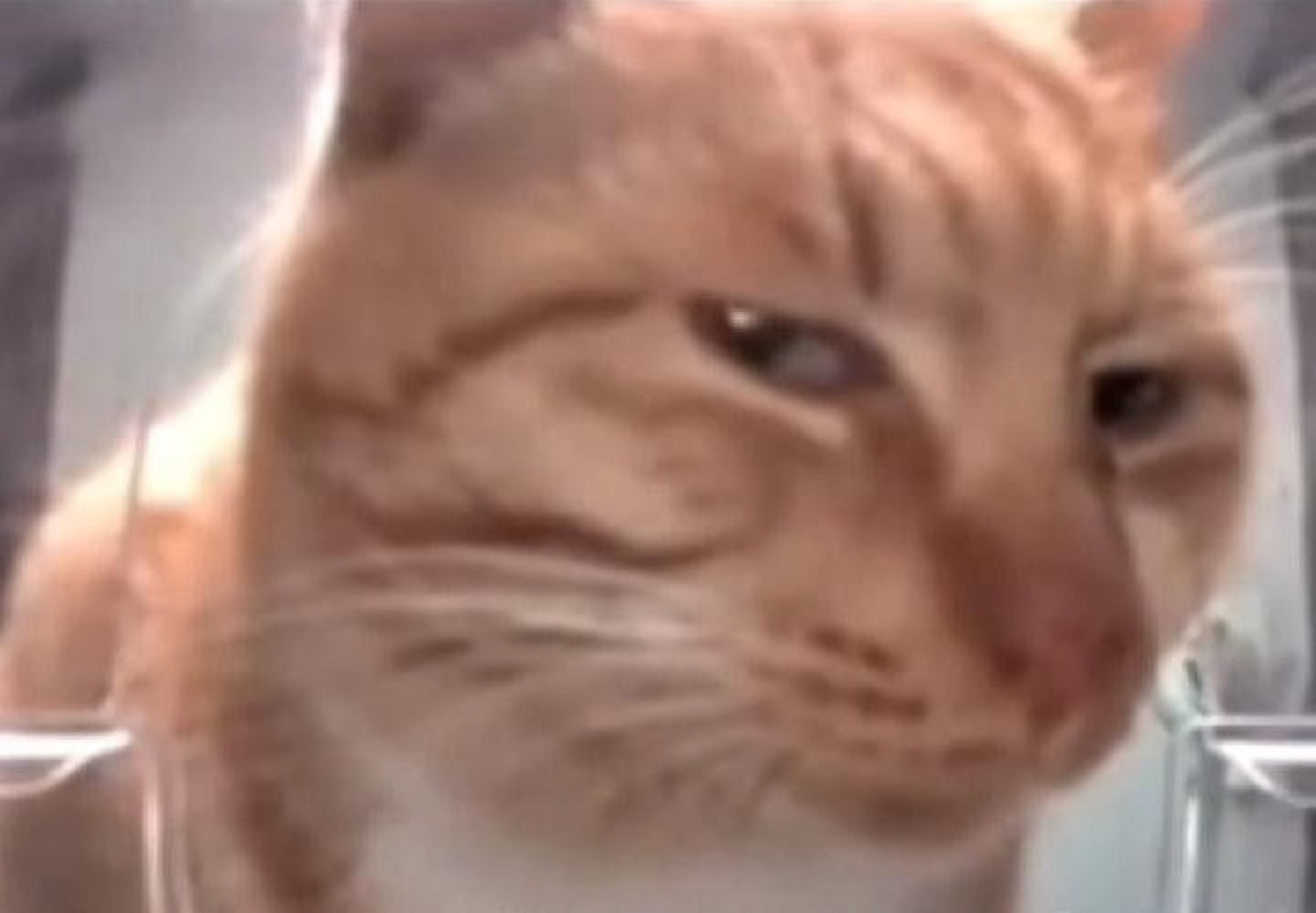 Orange tabby cat pressing its squished face against glass with a deeply skeptical side-eye
