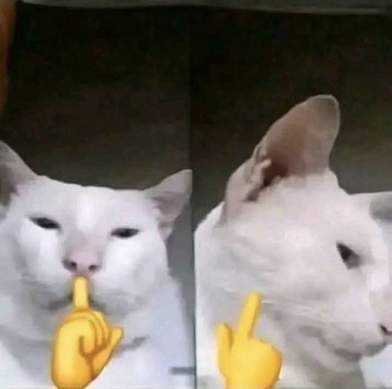 Two white cats biting their lips and pointing