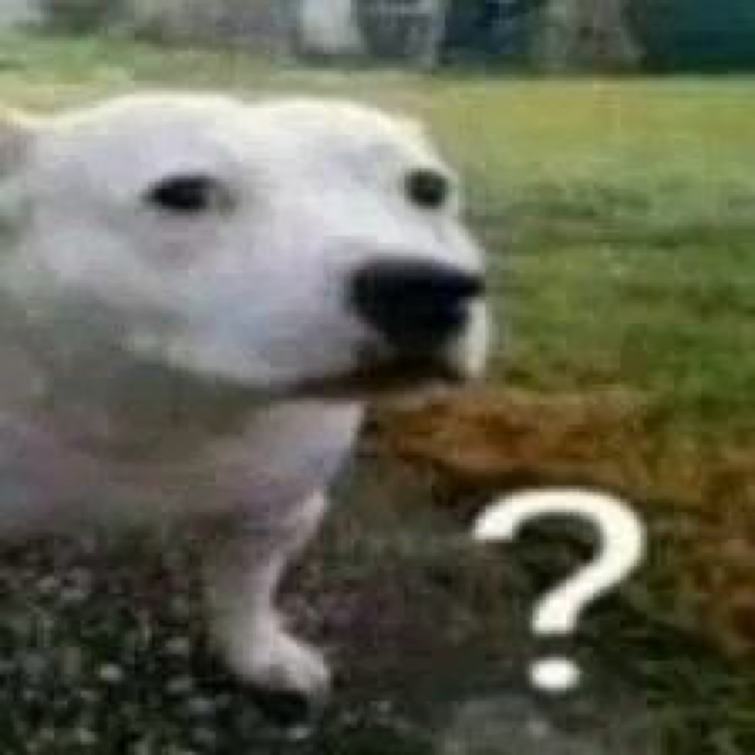 White dog turning back with a confused look and a big '?'