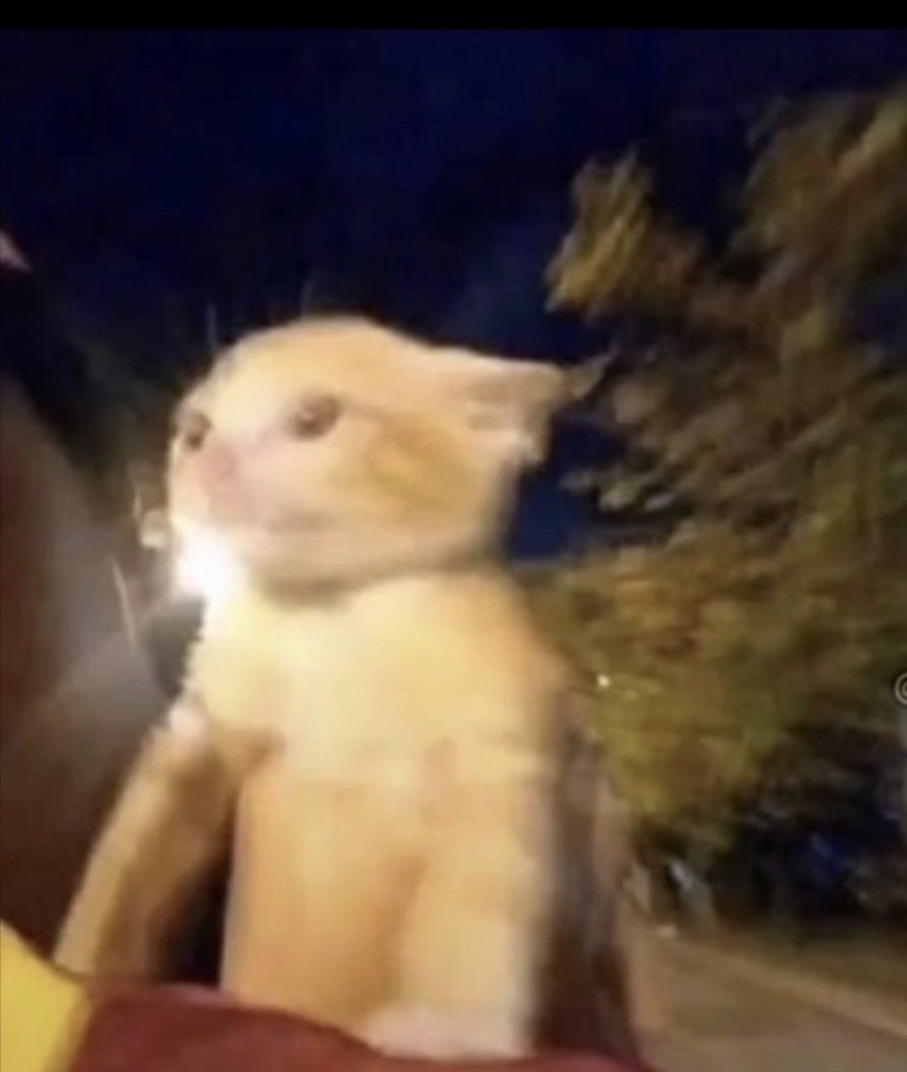 Blurry cat riding fast with its fur blown back by the wind
