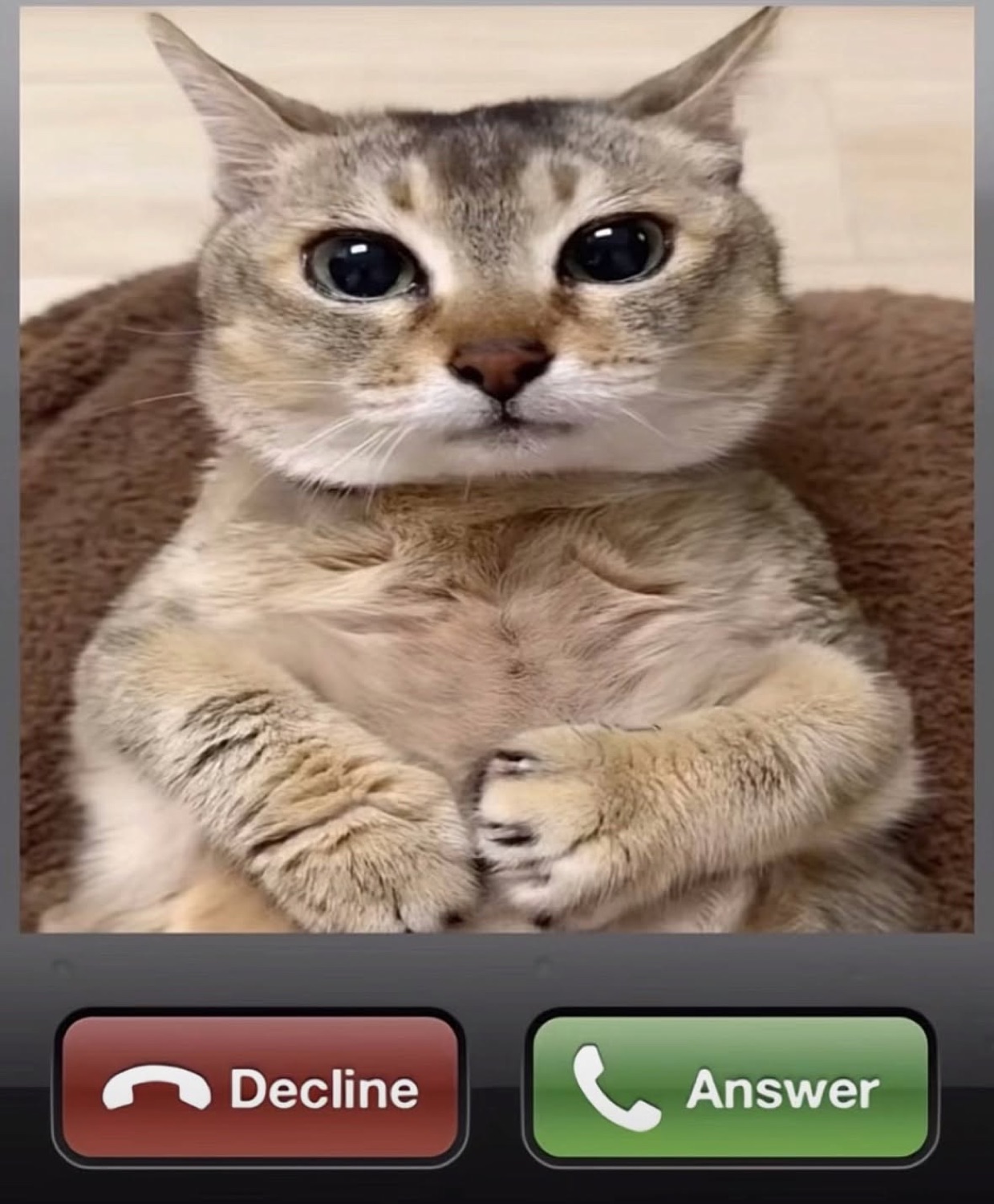 Chunky cat incoming call with Decline and Answer buttons