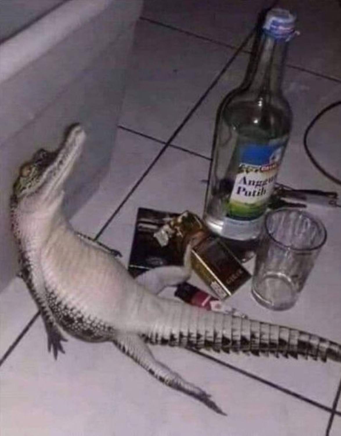 Alligator sprawled on a tile floor next to an empty bottle and glass like it partied too hard
