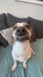 Beagle standing on its hind legs on a bed grinning at the camera
