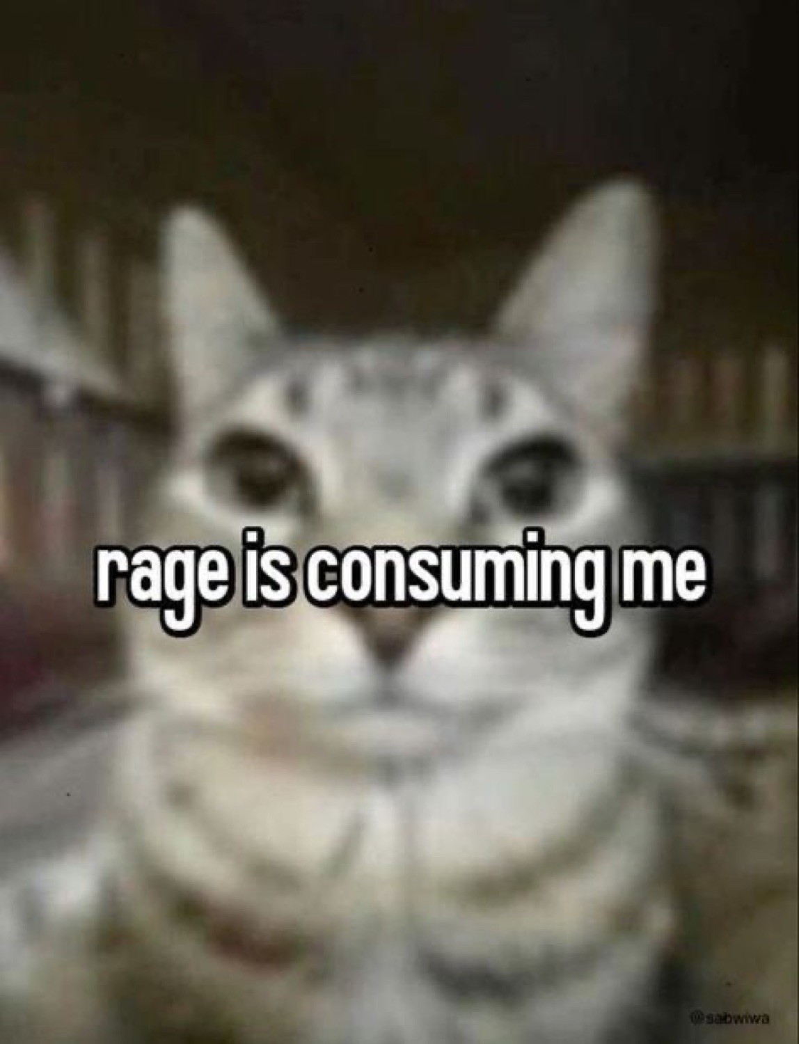 Stern tabby cat staring intensely, captioned 'rage is consuming me'