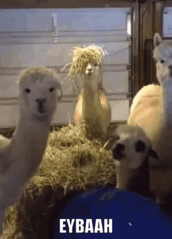 Llamas in a barn, "Eybaah"