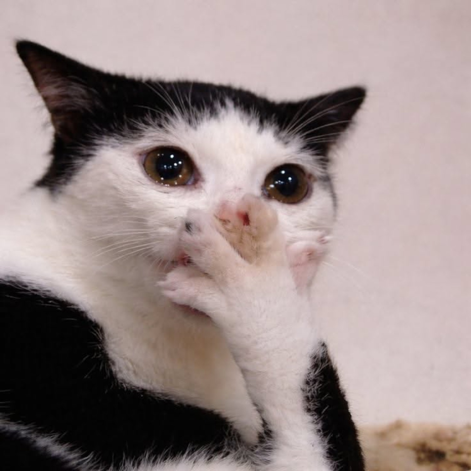 Black-and-white cat with glistening teary eyes pressing a paw to its mouth, heartbreakingly sad