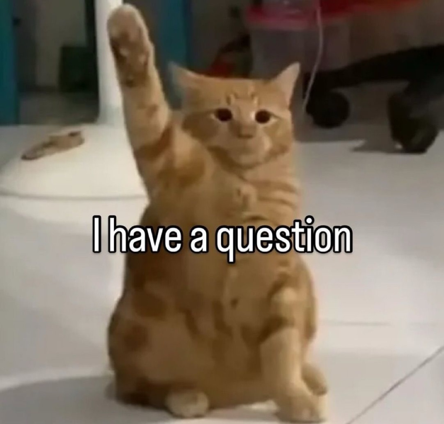 Orange tabby sitting up with one paw raised, captioned 'I have a question'