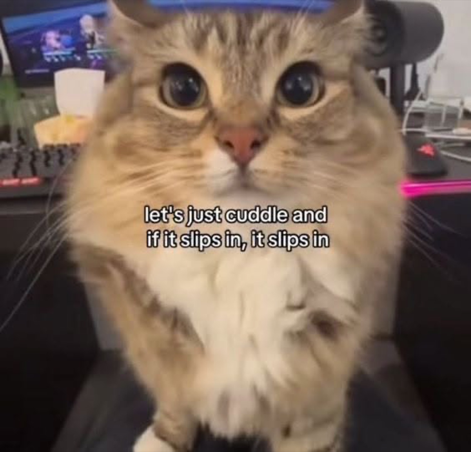Fluffy cat staring into your soul with the audacity of that caption