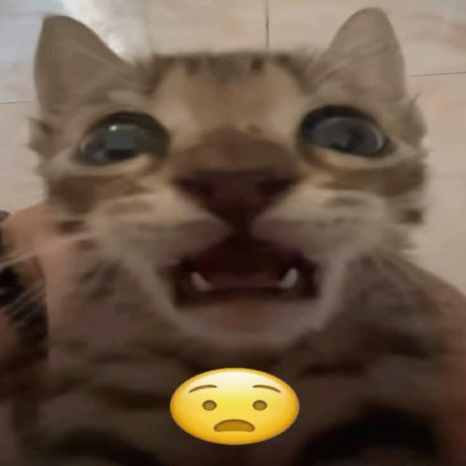 Kitten caught mid-gasp with saucer eyes and an anguished-face emoji stamped on