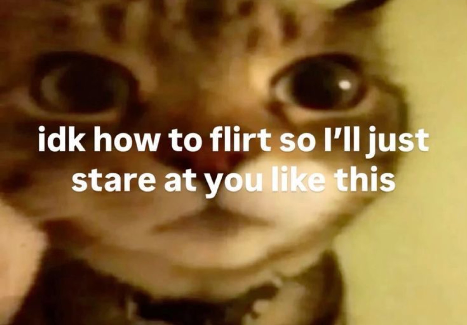 Close-up cat with big dark eyes staring straight ahead captioned 'idk how to flirt so I'll just stare at you like this'